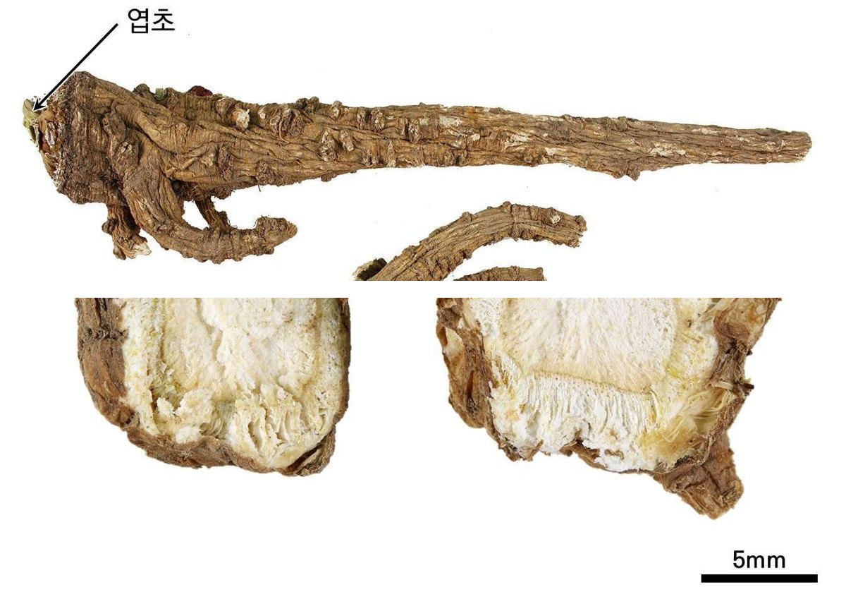 백지 약재 사진 — 식품의약품안전평가원, 한약재 관능검사 해설서(2022 개정본)