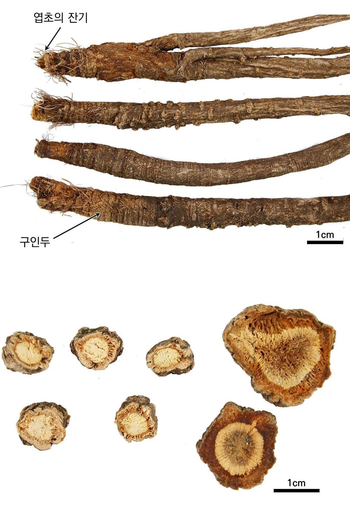 방풍 약재 사진 — 식품의약품안전평가원, 한약재 관능검사 해설서(2022 개정본)