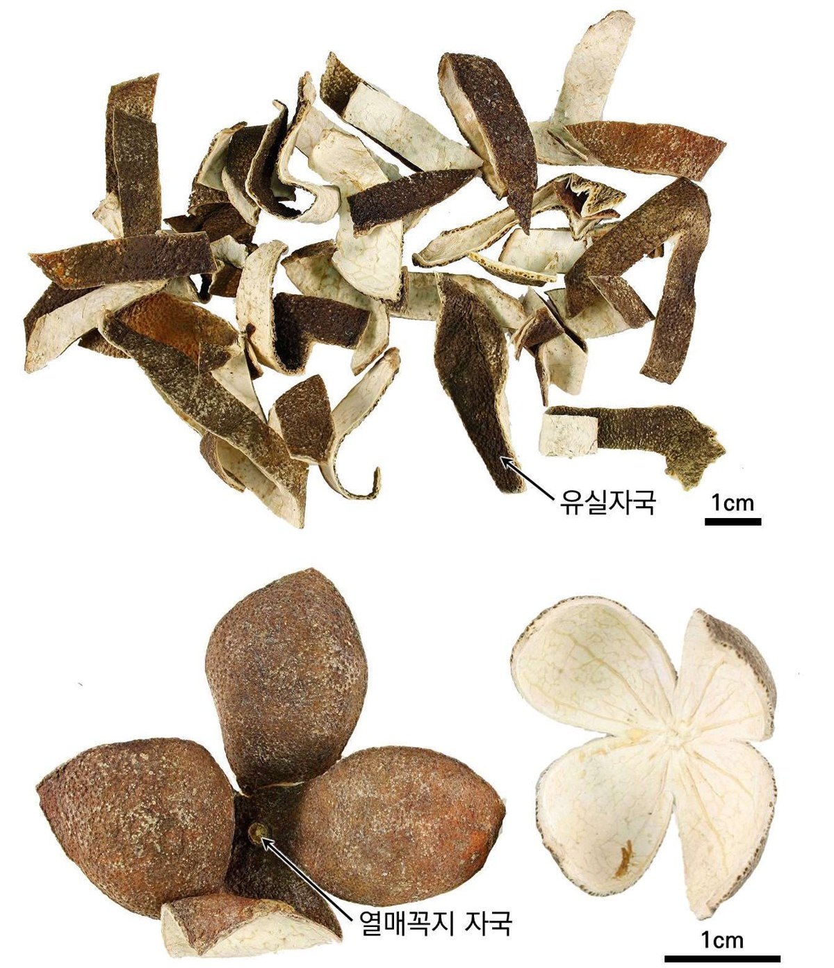 청피 약재 사진 — 식품의약품안전평가원, 한약재 관능검사 해설서(2022 개정본)