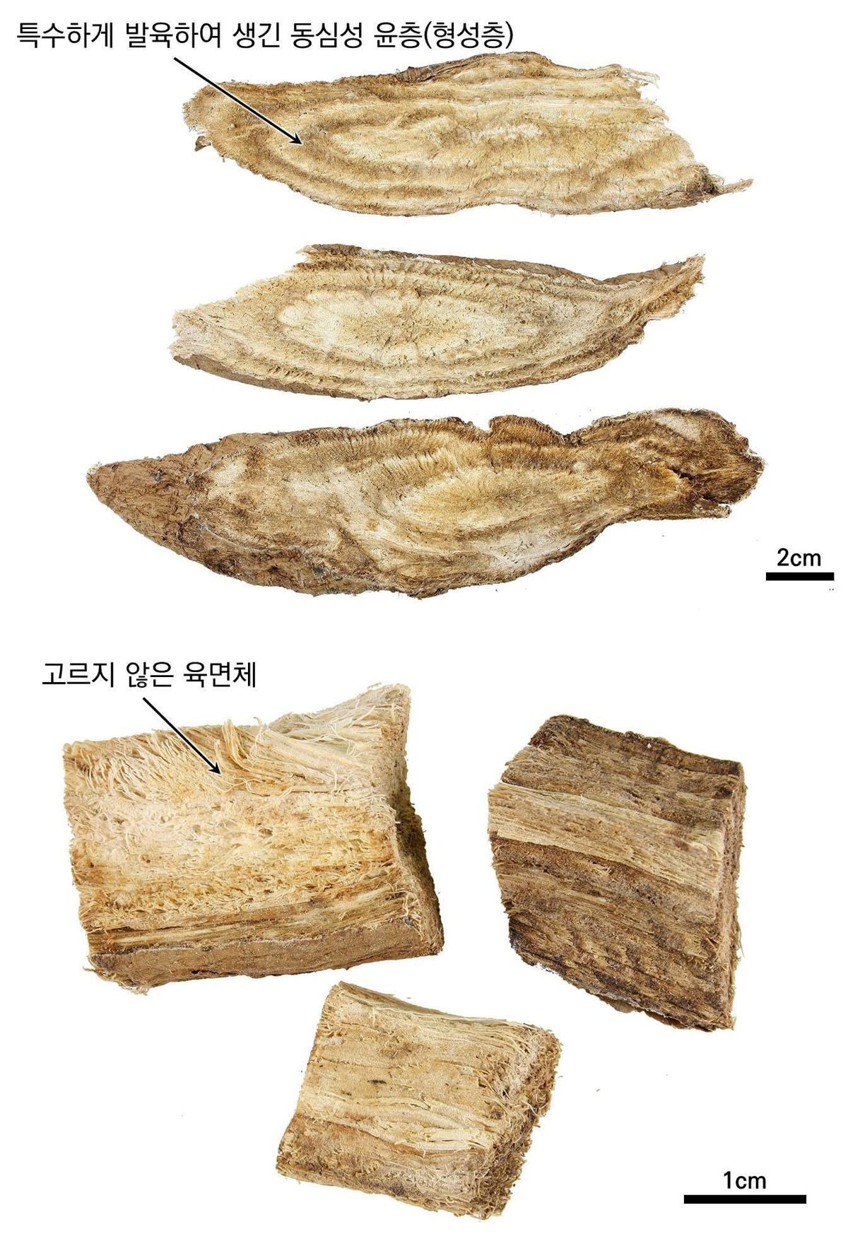갈근 약재 사진 — 식품의약품안전평가원, 한약재 관능검사 해설서(2022 개정본)