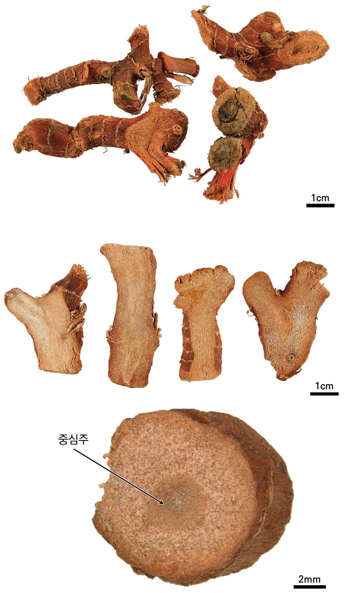 고량강 약재 사진 — 식품의약품안전평가원, 한약재 관능검사 해설서(2022 개정본)